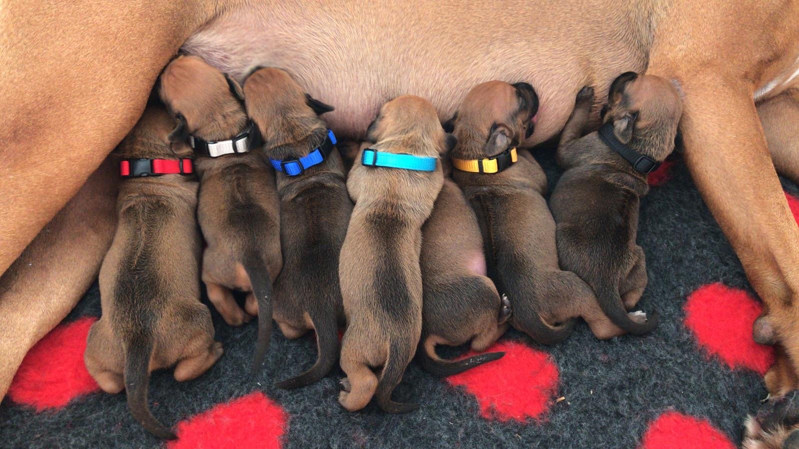 Wir haben aktuell keine Welpen