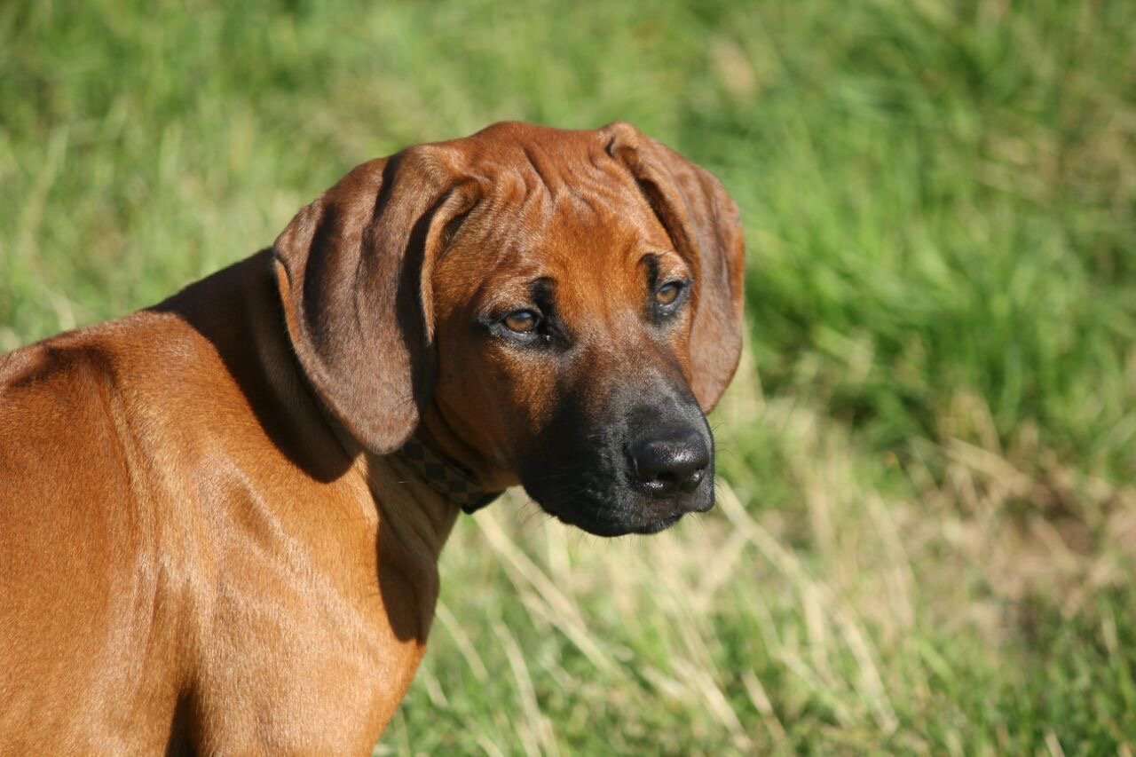Wir haben aktuell keine Welpen
