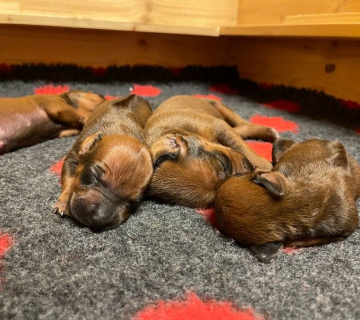 08ff8083-007b-4a77-93b0-0356599c88cf