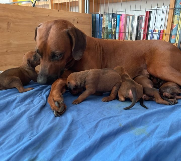 Ridgeback-Ofwhitesands