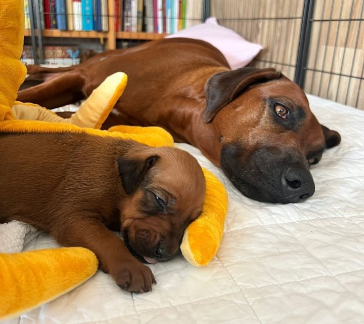 3326a604-fefd-4b23-bccd-3796c4f699fb(1)