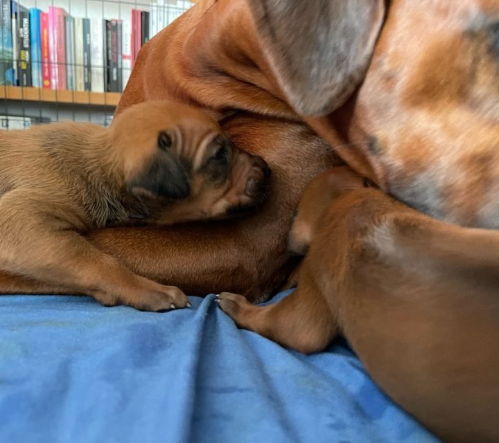 Ridgeback-Ofwhitesands