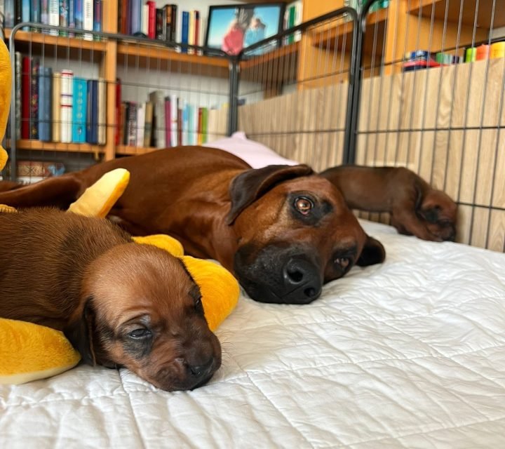 604731c4-4544-49e2-a8b3-454240eda9ae