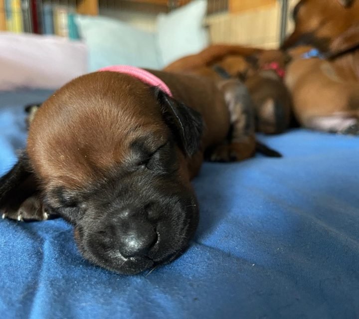 Ridgeback-Ofwhitesands