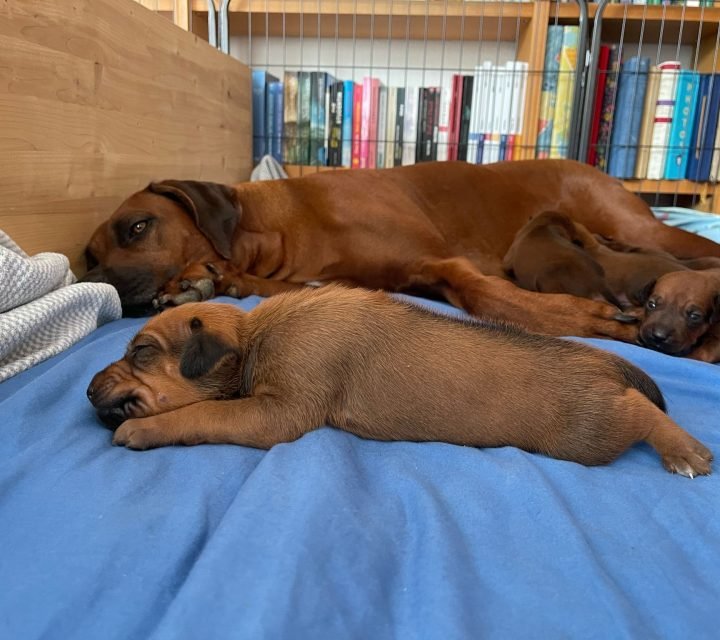 b2998e5b-2cf8-4ba8-8d1a-34a6346b5097