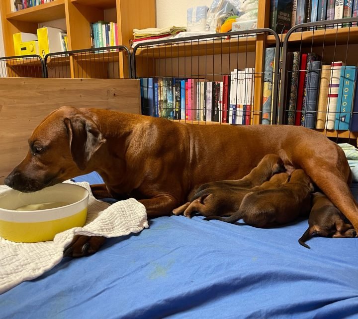 Ridgeback-Ofwhitesands