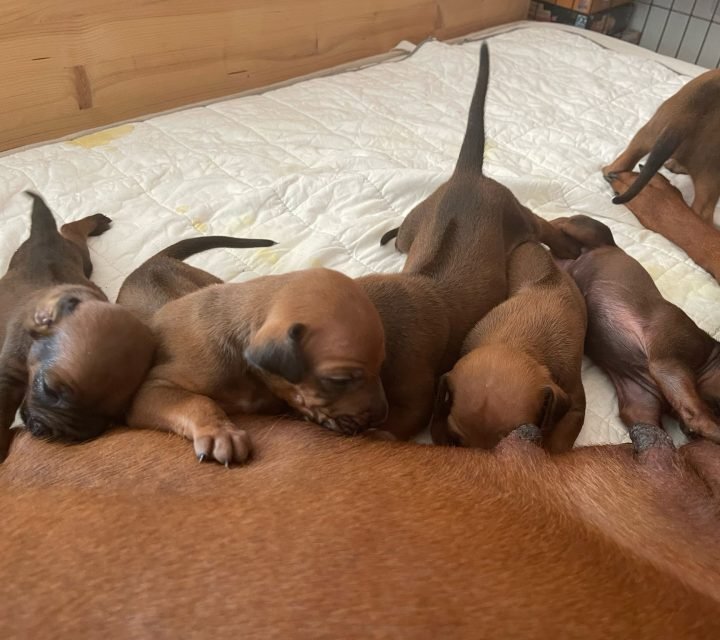 Ridgeback-Ofwhitesands