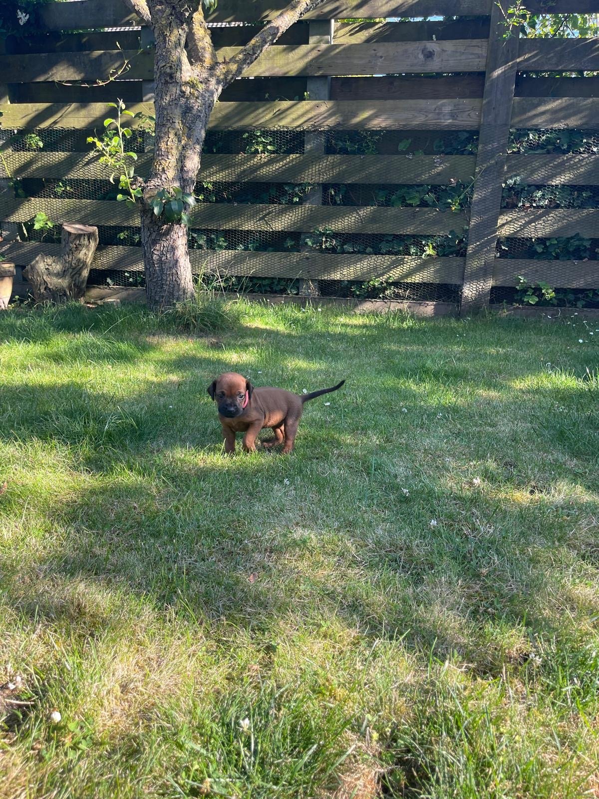 Wir erkunden den Garten bei 28 Grad im Schatten