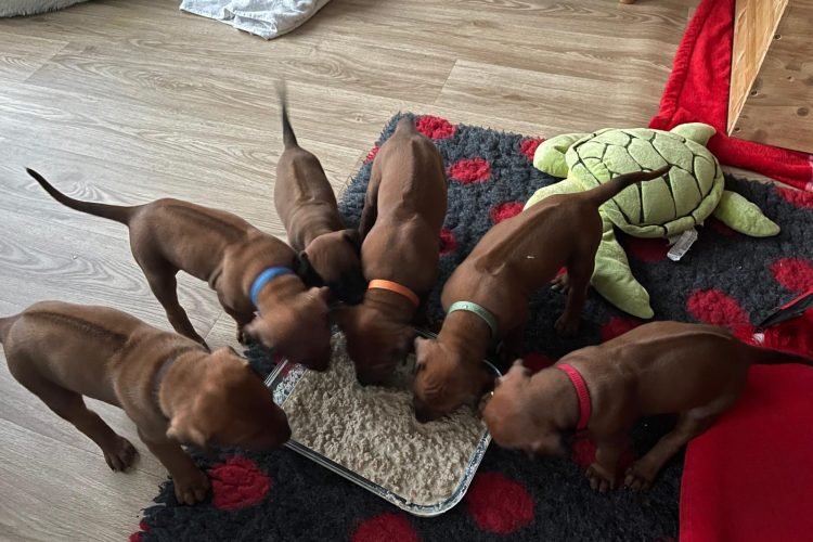 Erster Juli Impressionen