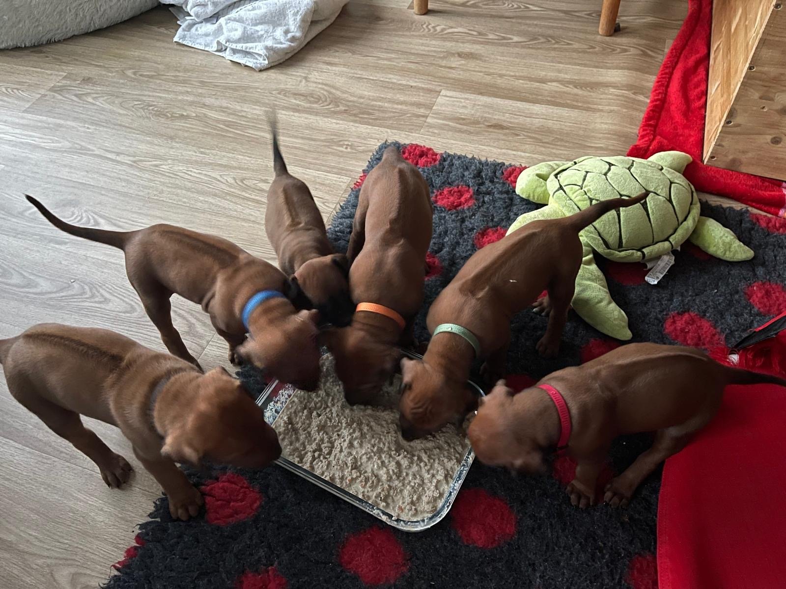 Erster Juli Impressionen