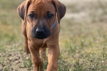 Zweite Fahrt ins Grüne