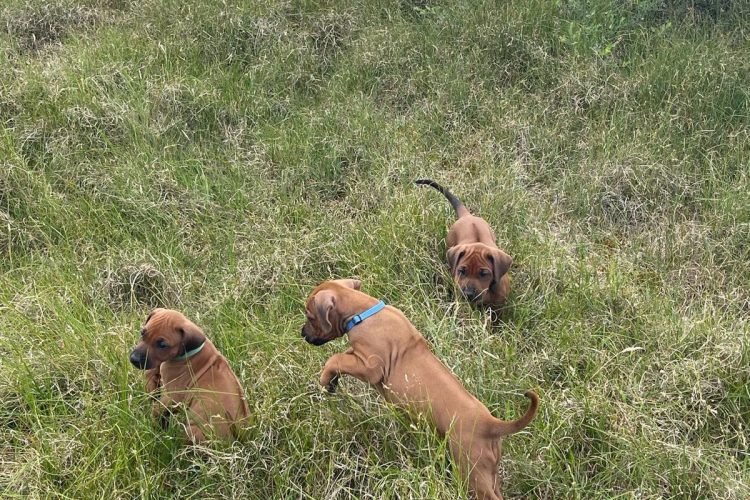 Erste Fahrt ins Grüne….