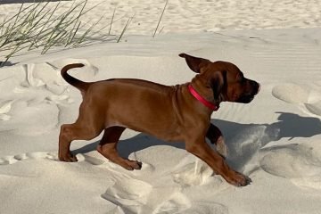 Ausflüge an den Strand